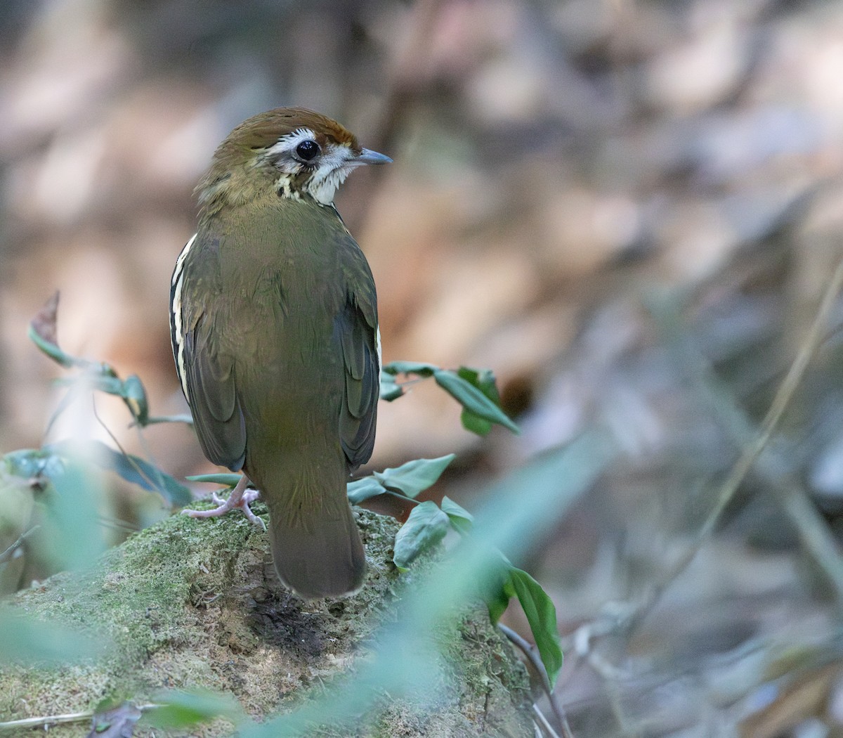 Such's Antthrush - ML640233488