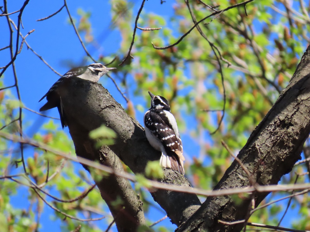 Hairy Woodpecker (Eastern) - ML640233556