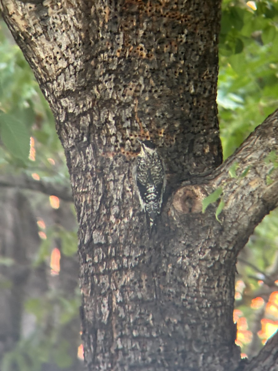 Yellow-bellied Sapsucker - ML640233559