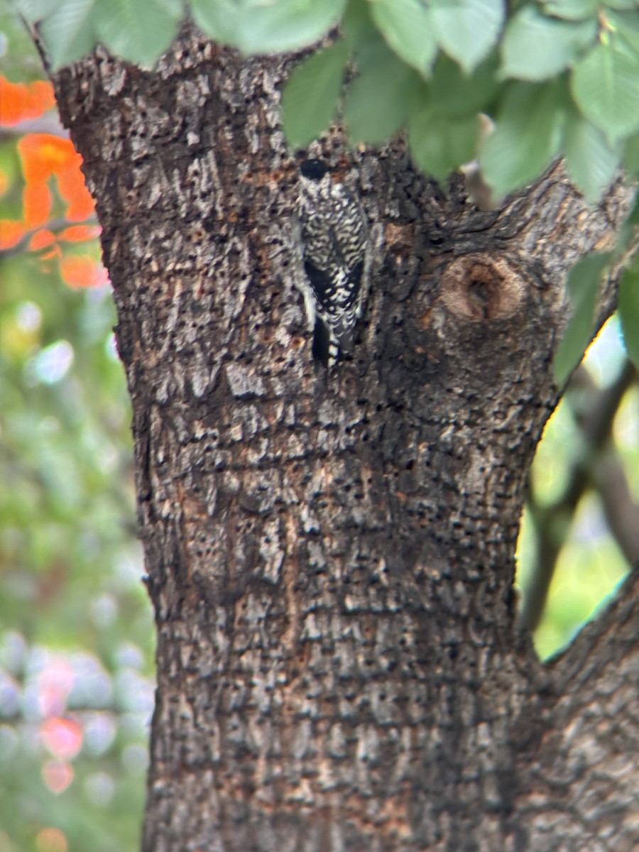 Yellow-bellied Sapsucker - ML640233560