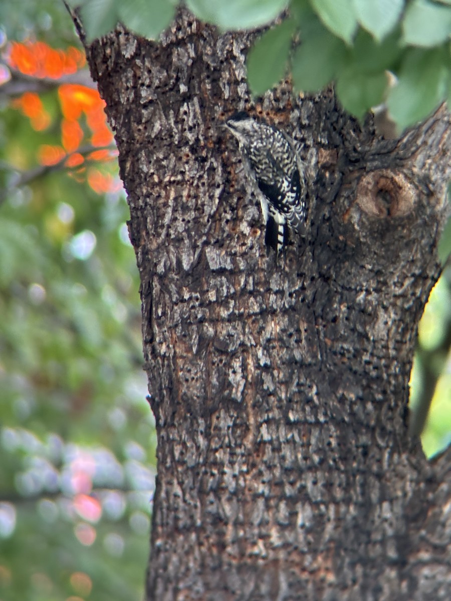 Yellow-bellied Sapsucker - ML640233561
