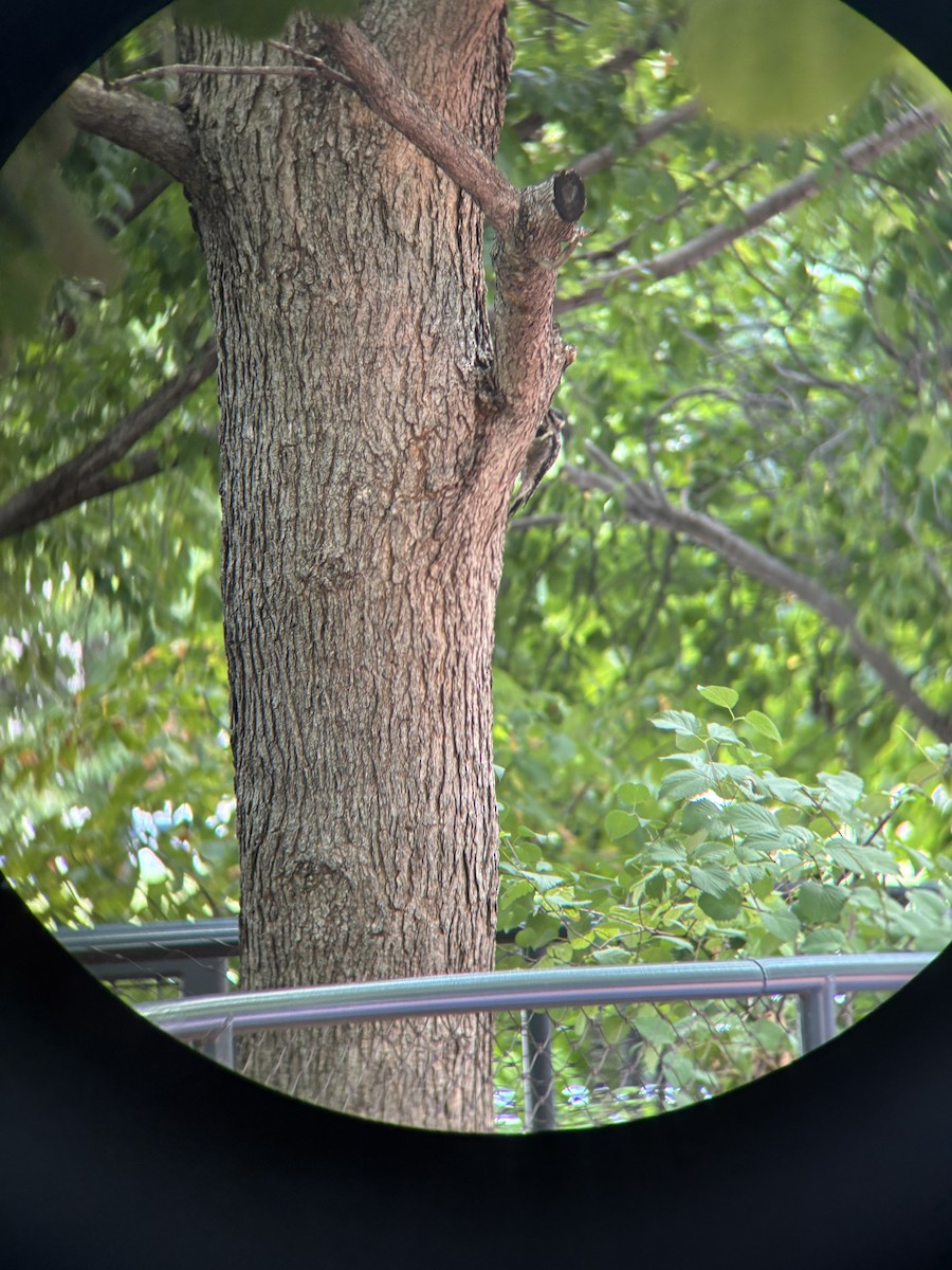 Yellow-bellied Sapsucker - ML640233562