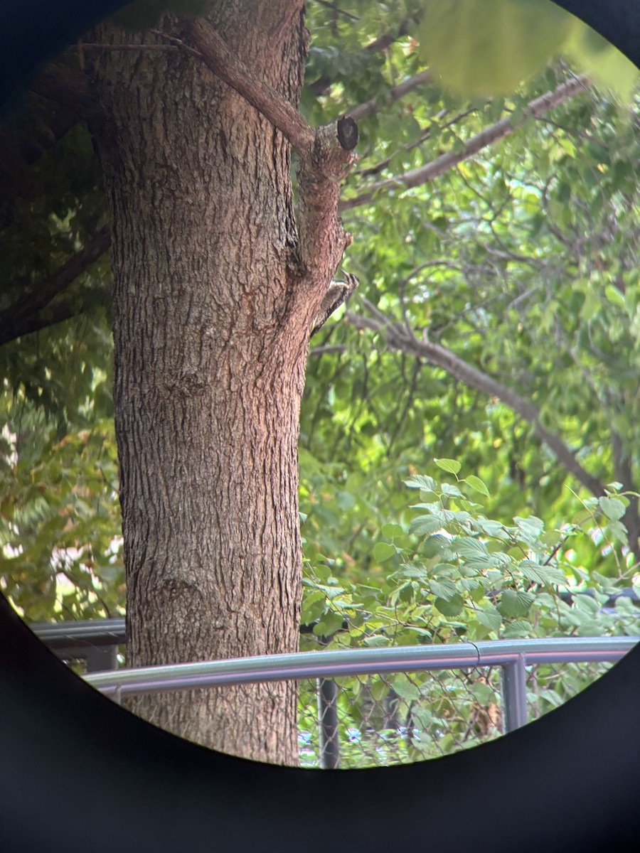 Yellow-bellied Sapsucker - ML640233563