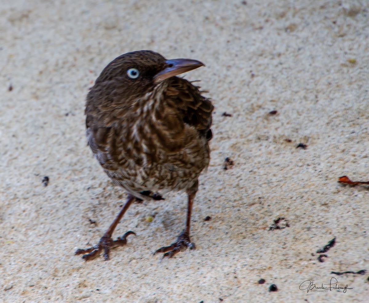 Pearly-eyed Thrasher - ML640233569