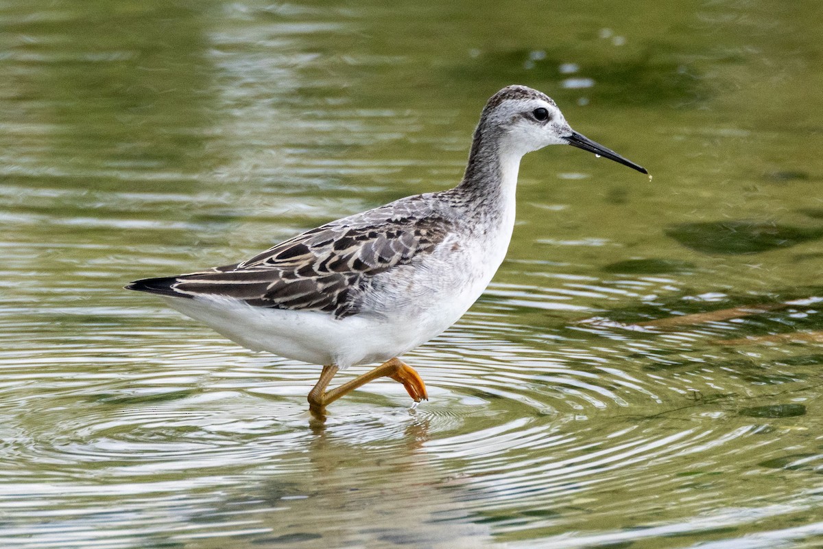 Falaropo di Wilson - ML640233643