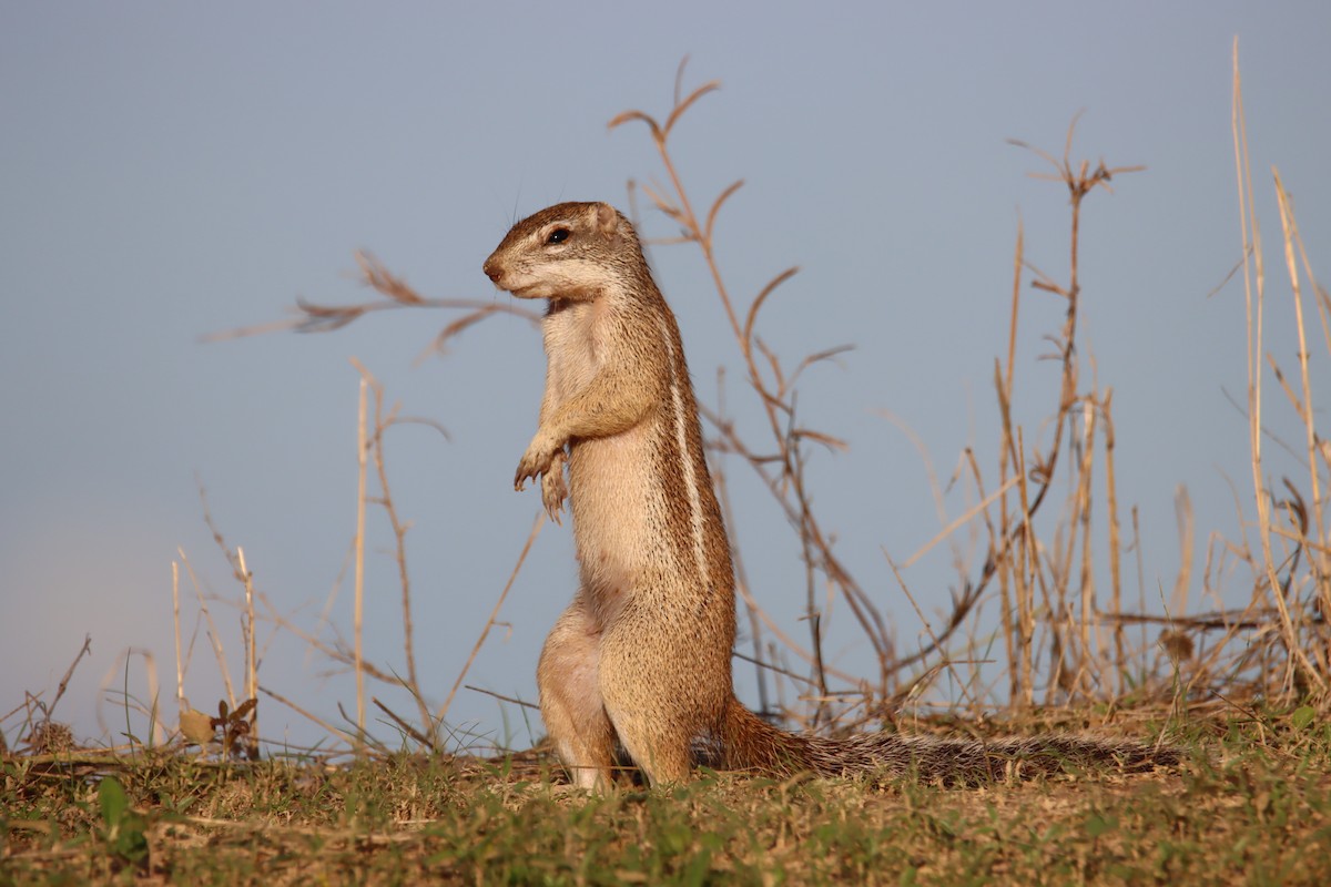 Mammals - ML640233653