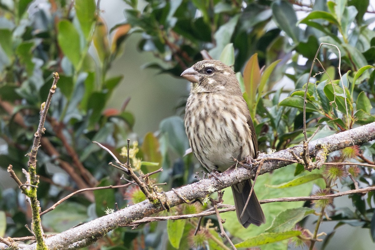 Kipengere Seedeater - ML640233681