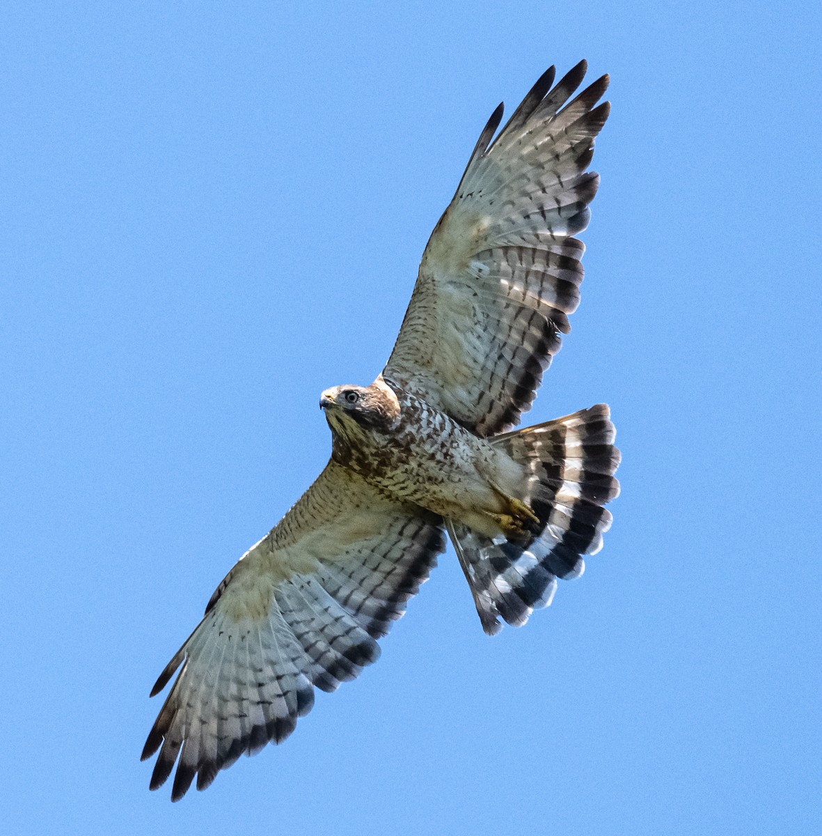 Broad-winged Hawk - ML640233682