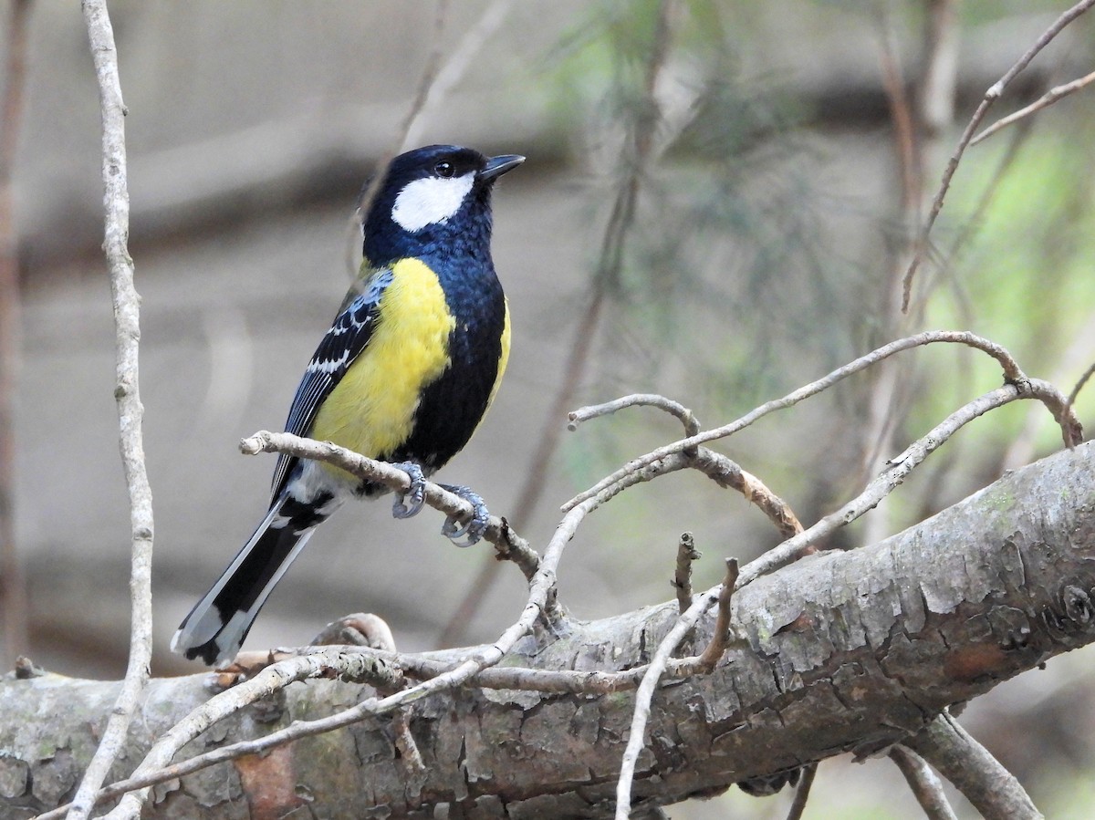Green-backed Tit - ML640233701