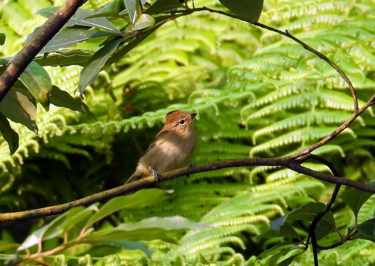 Yellow-browed Tit - ML640233745