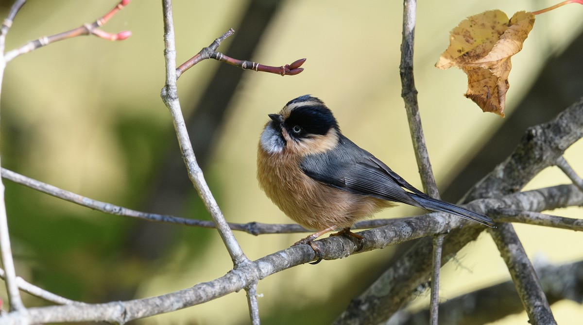 Black-browed Tit - ML640233759
