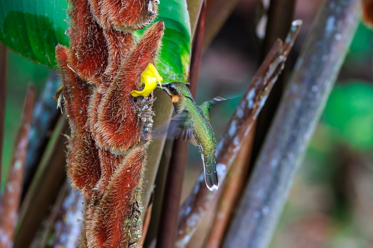 Pale-tailed Barbthroat - ML640233770