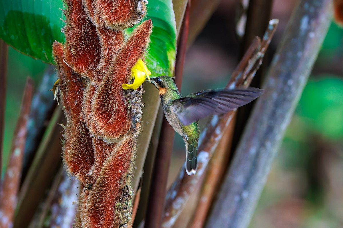 Pale-tailed Barbthroat - ML640233771