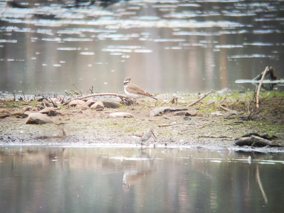 Dunlin - ML640233773