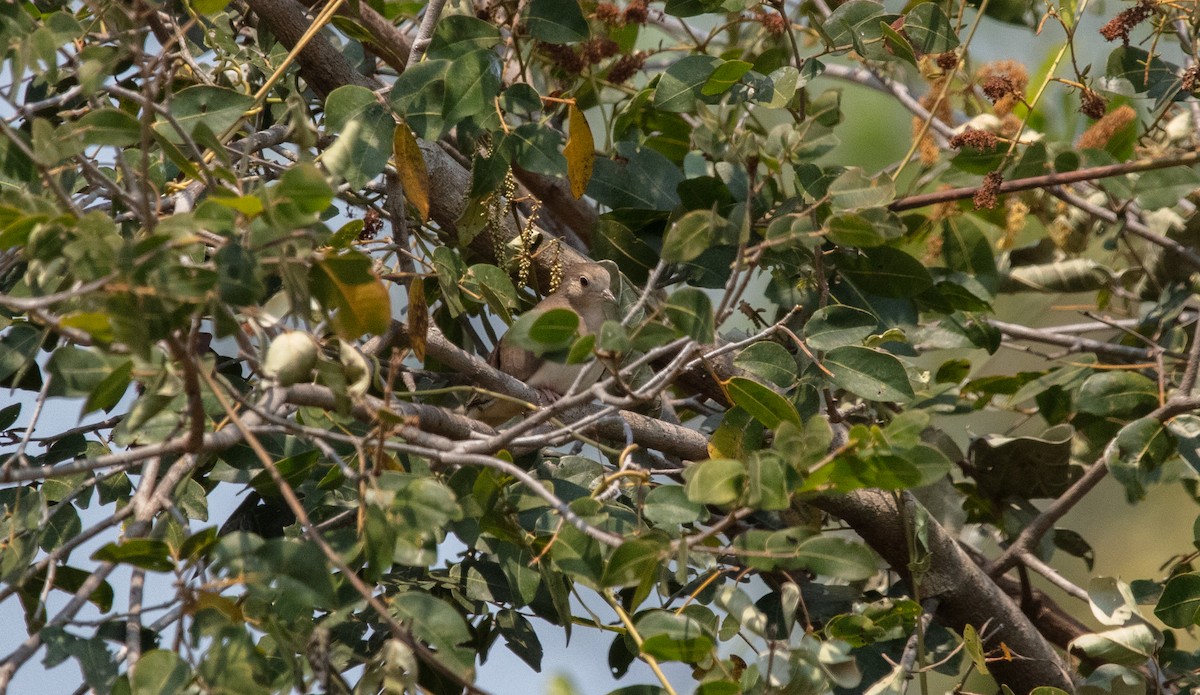 Plain-breasted Ground Dove - ML640233792