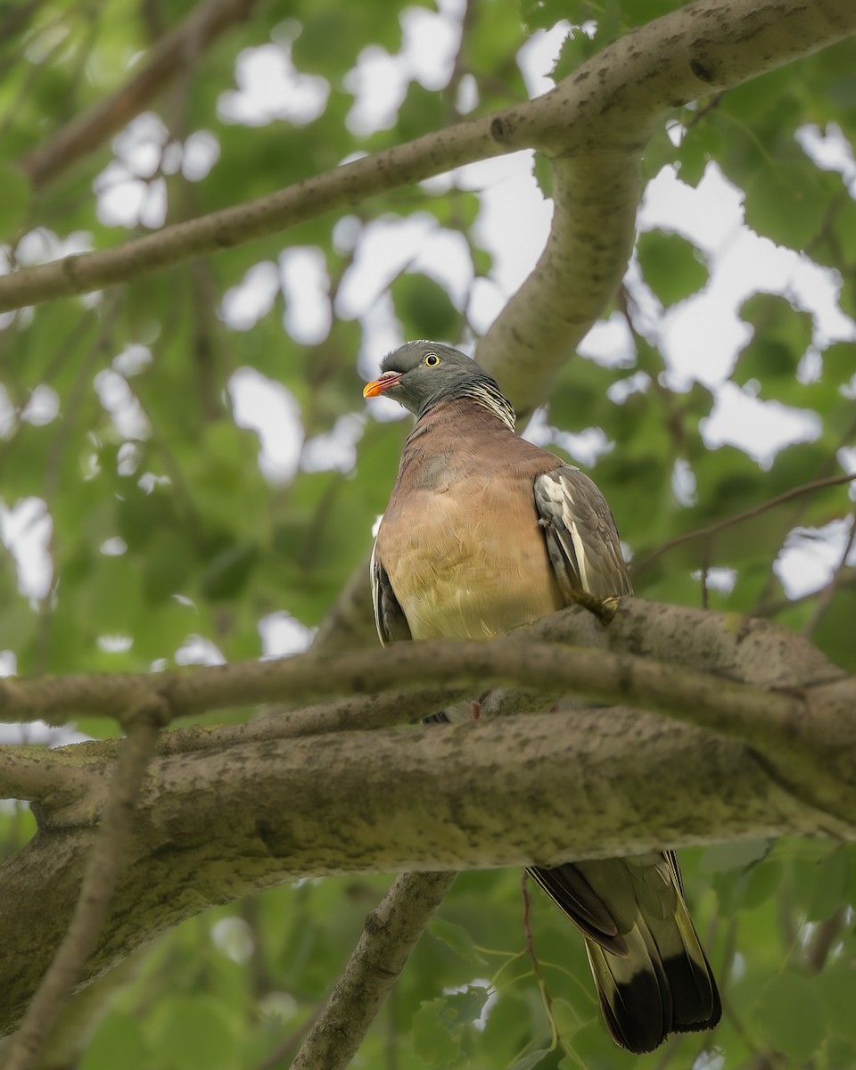 Ойн тагтаа - ML640233807