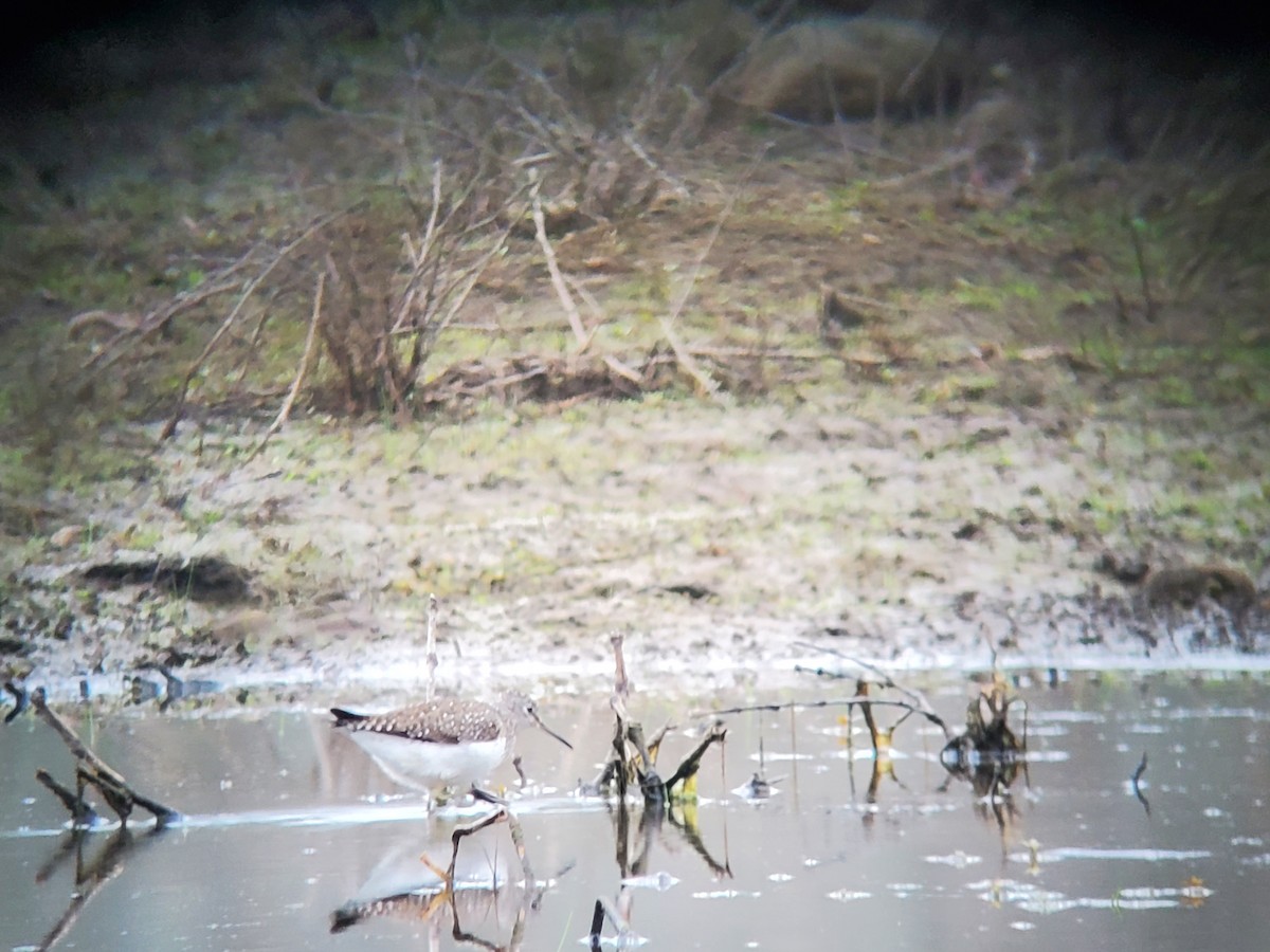 Solitary Sandpiper - ML640233829