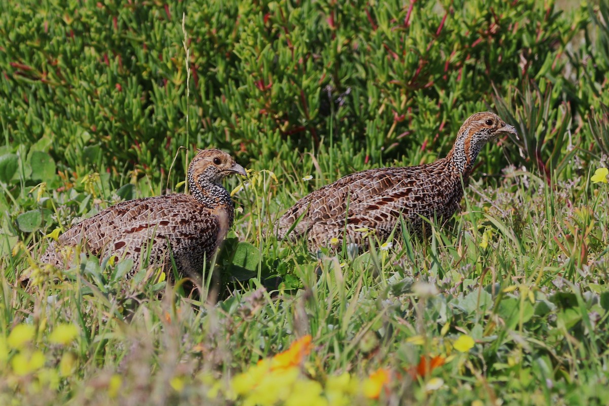 Gray-winged Francolin - ML640233844
