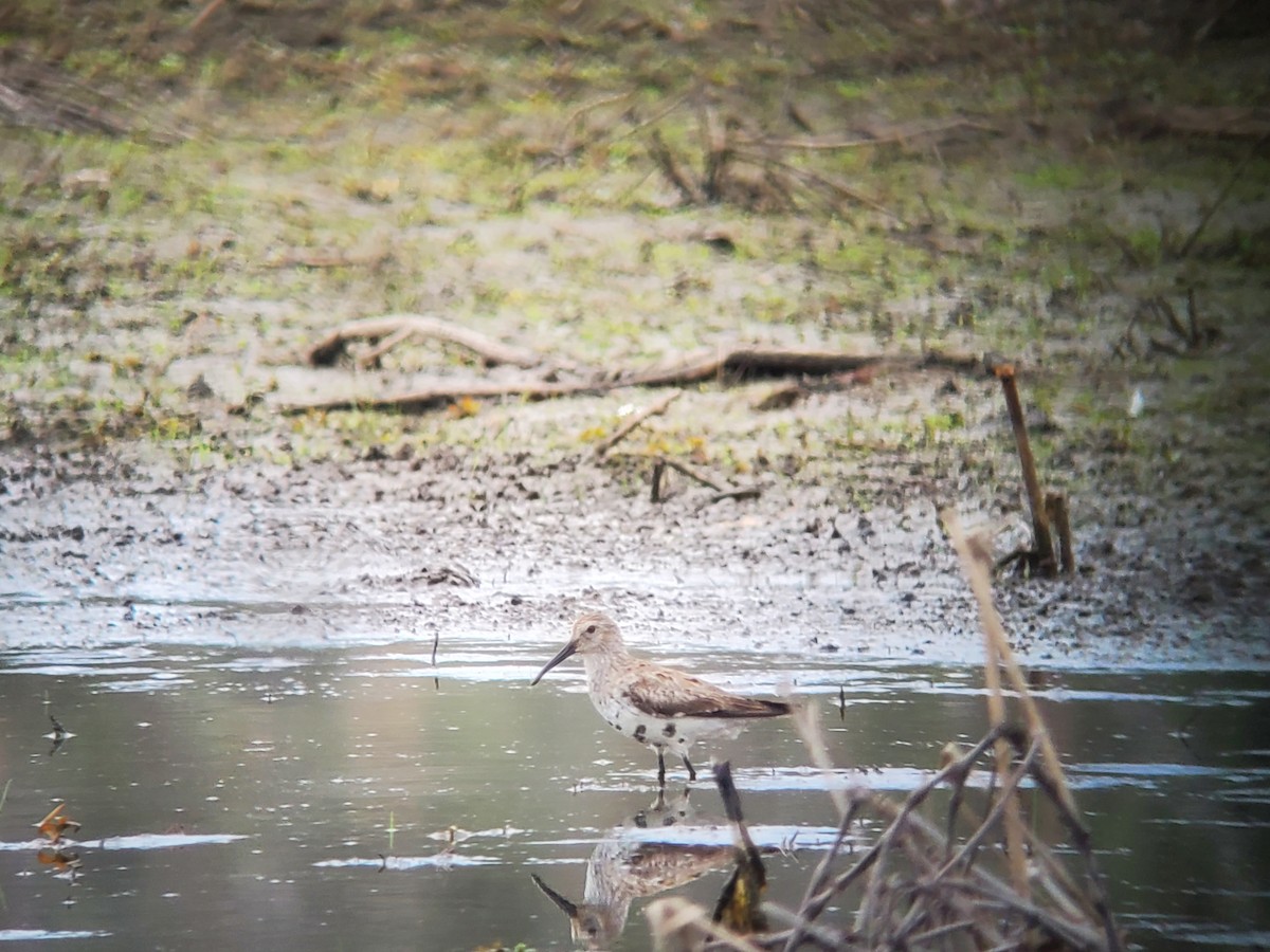 Dunlin - ML640233851