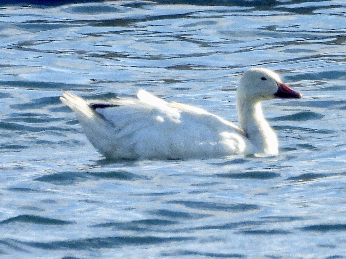 Snow Goose - ML640233855