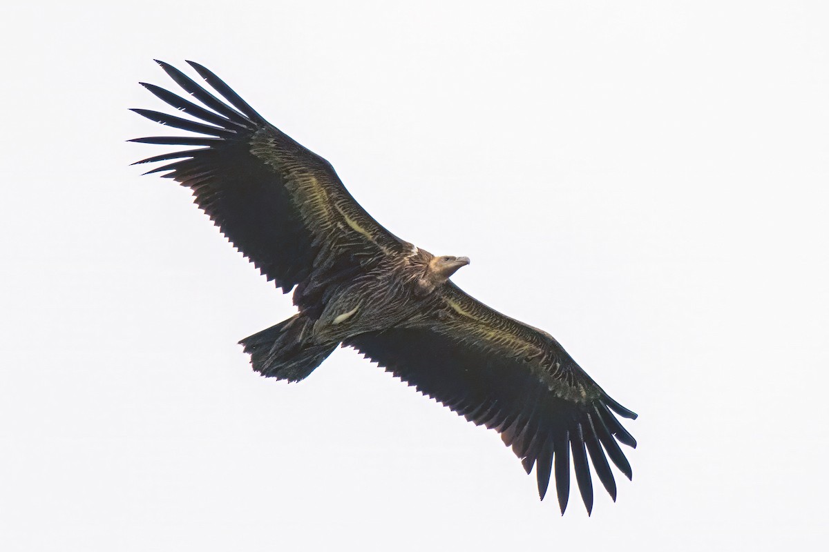 White-rumped Vulture - ML640233929