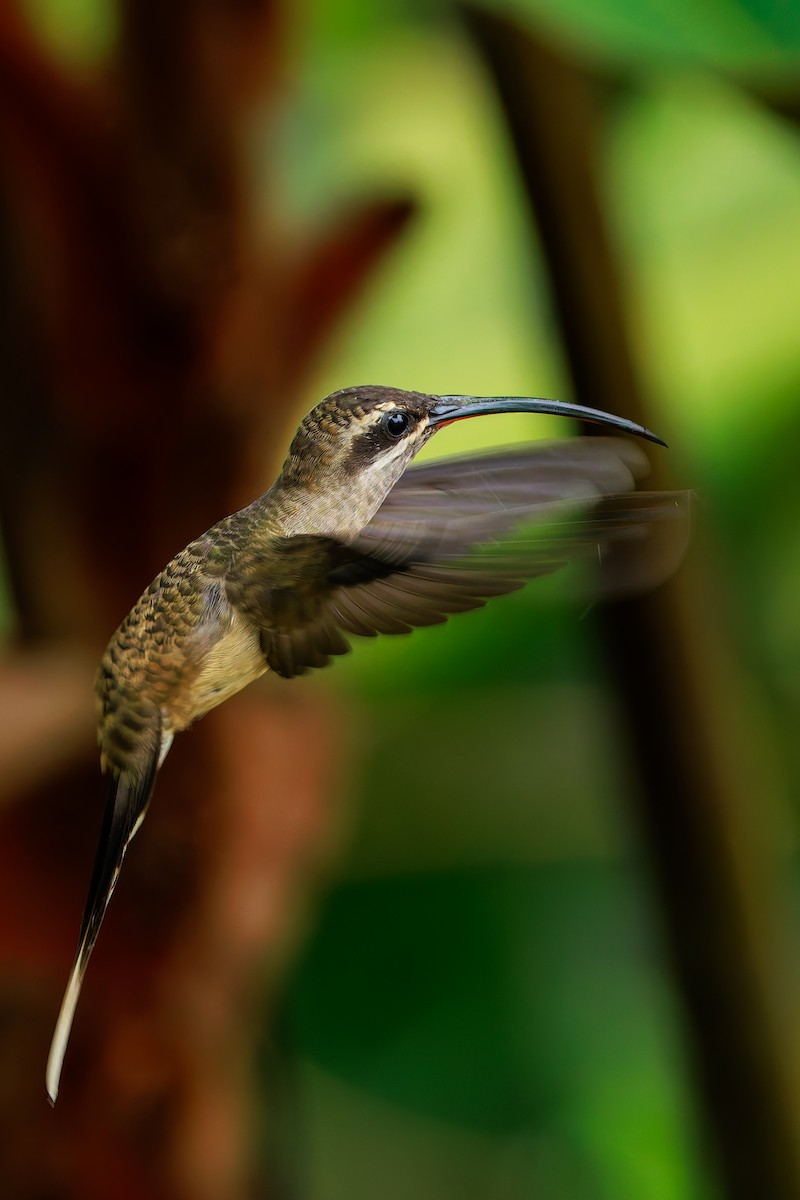 Great-billed Hermit - ML640233954