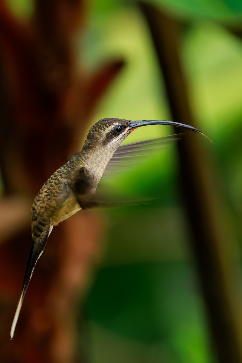 Great-billed Hermit - ML640233955