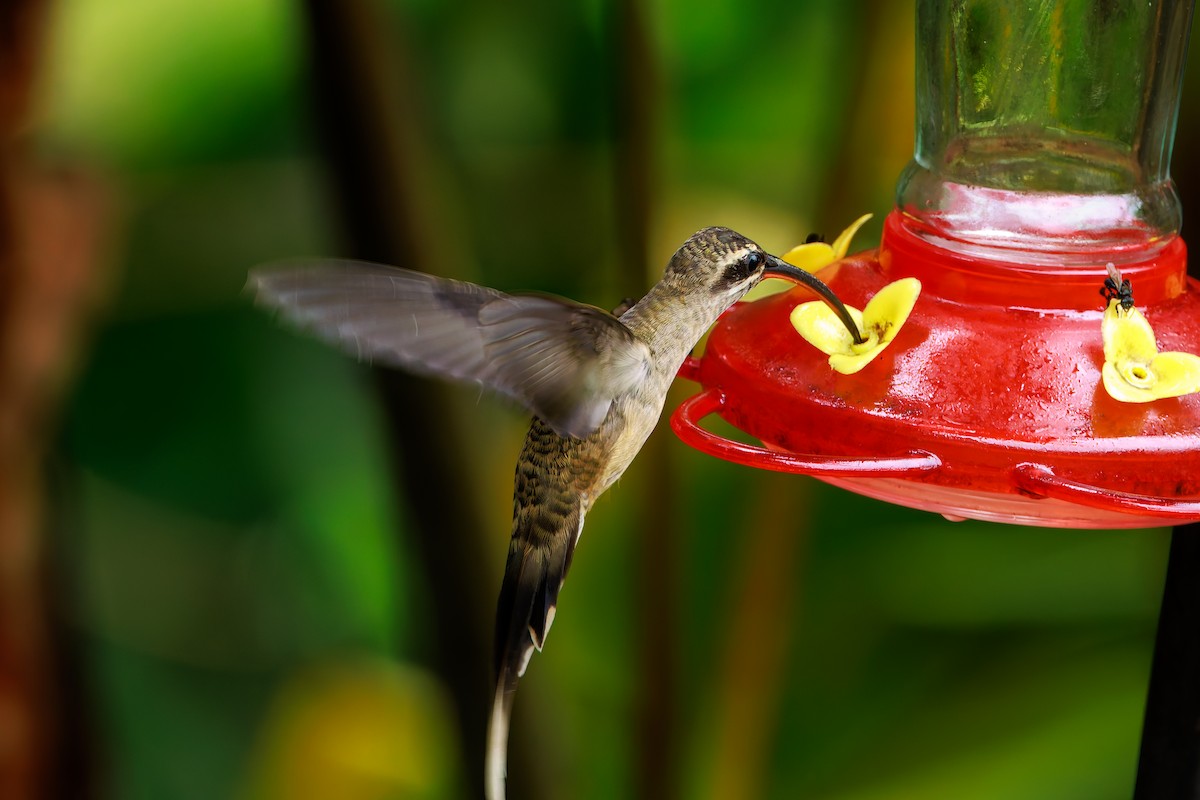 Great-billed Hermit - ML640233956