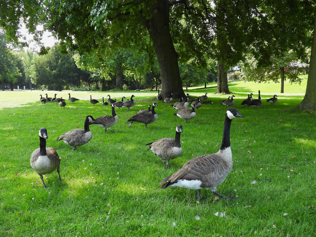 Branta kanadar handia - ML640233967