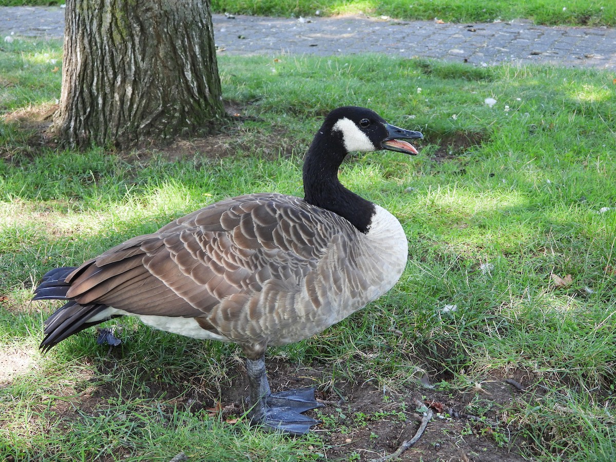 Branta kanadar handia - ML640233968