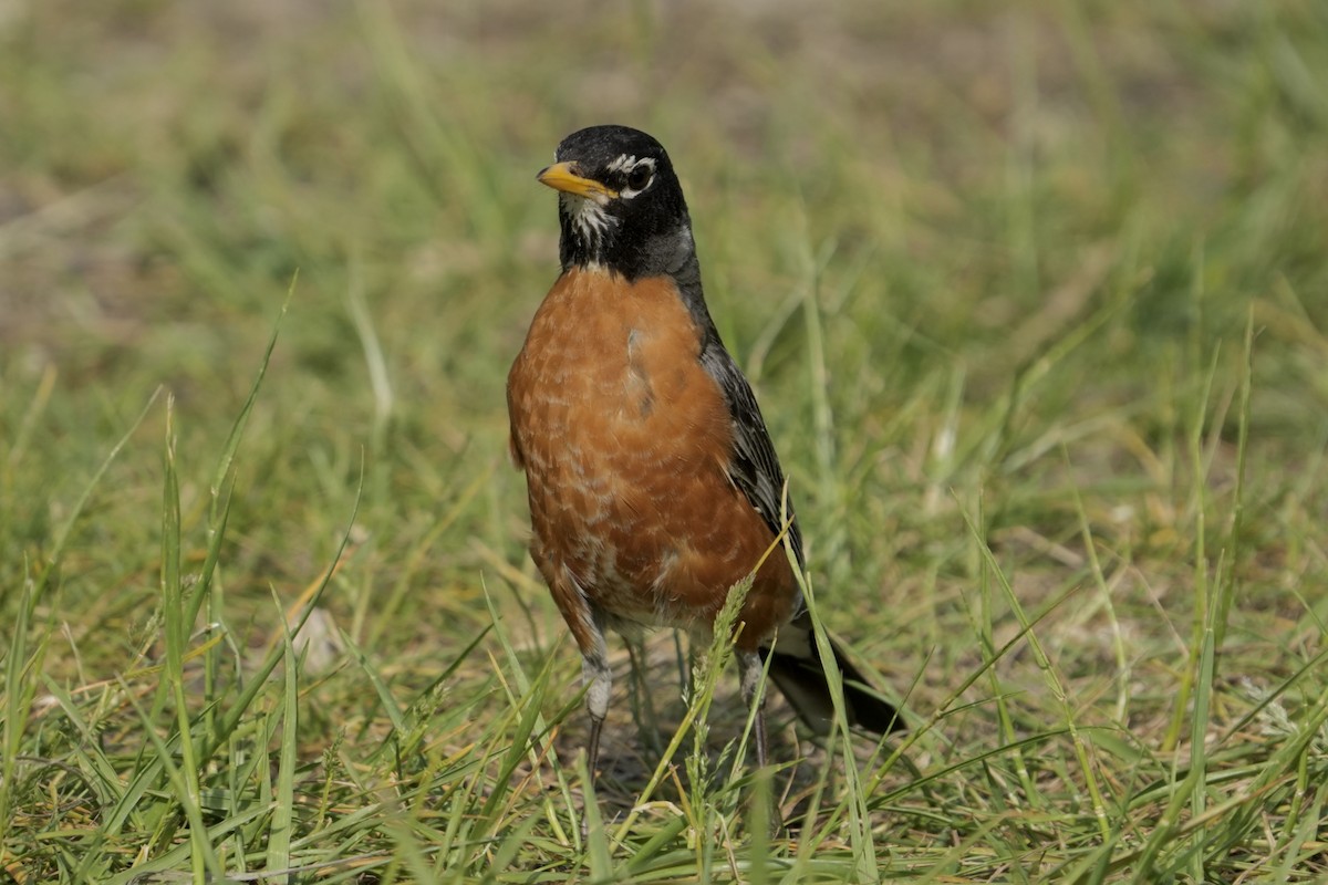 American Robin - ML640233987