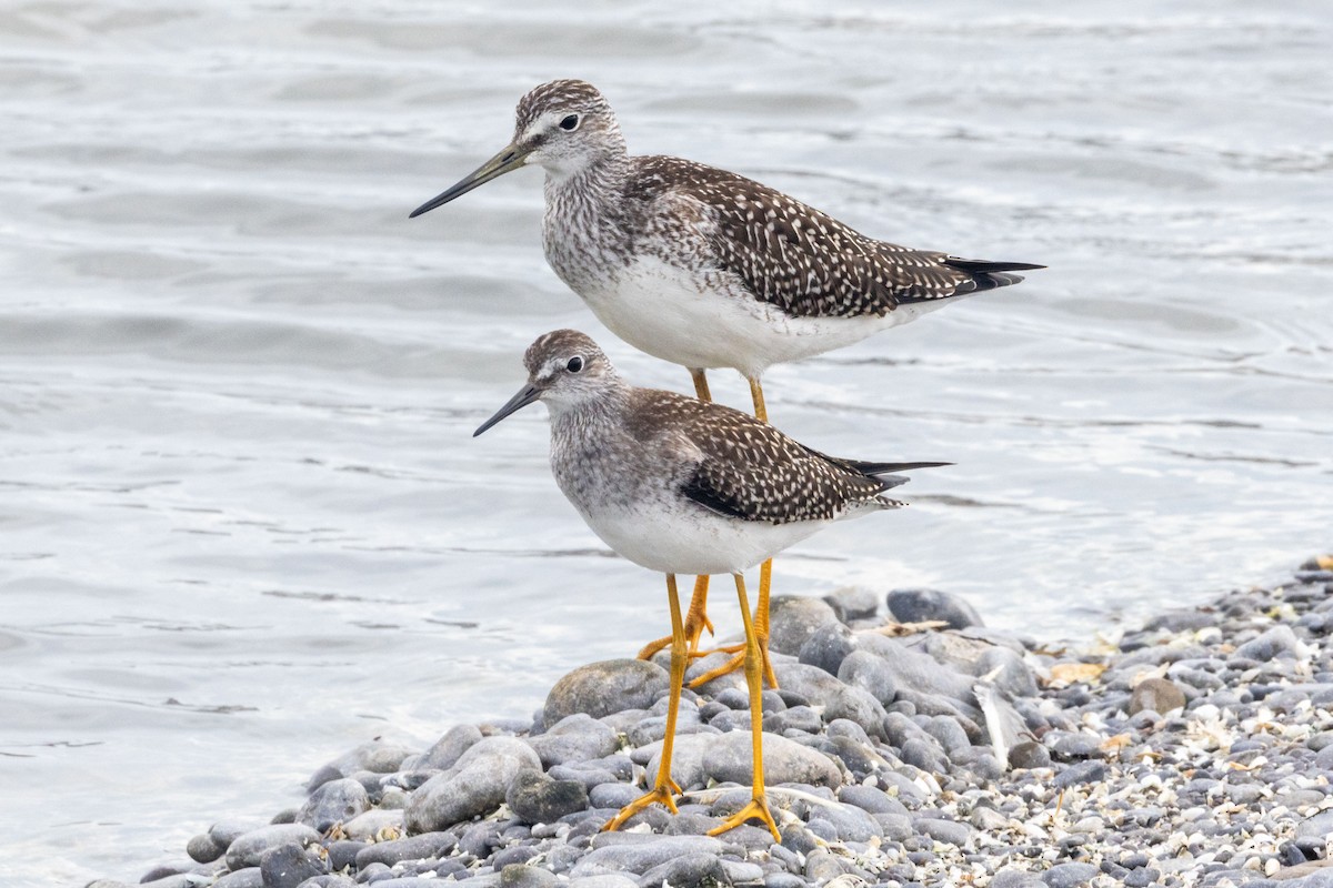 Greater Yellowlegs - ML640233992