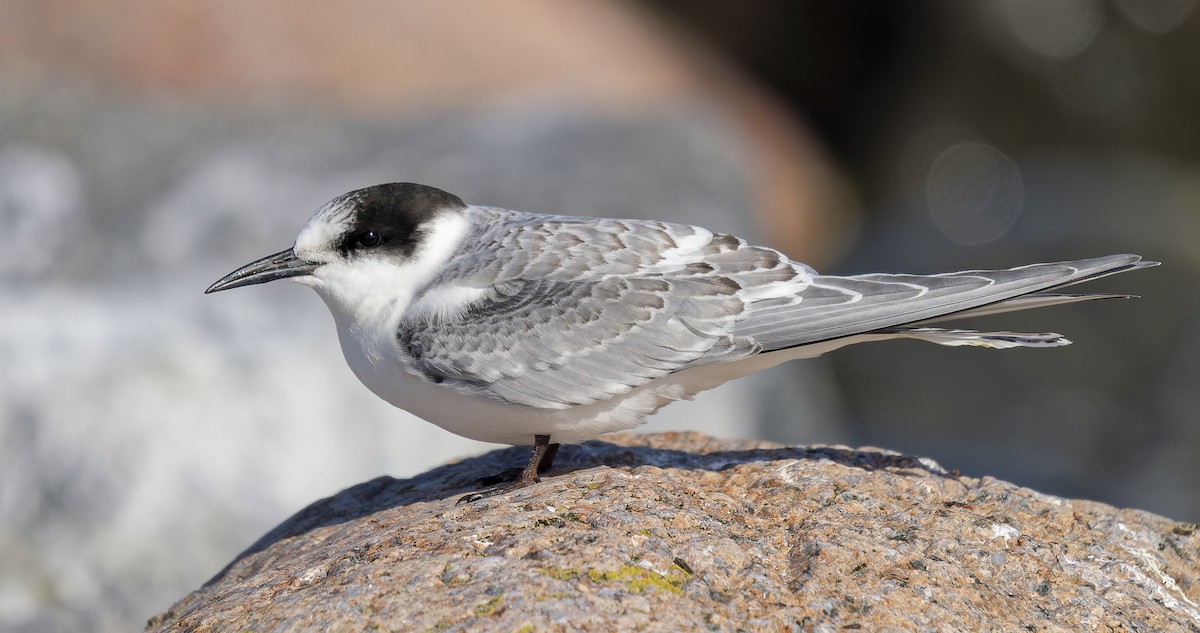 Arctic Tern - ML640234108