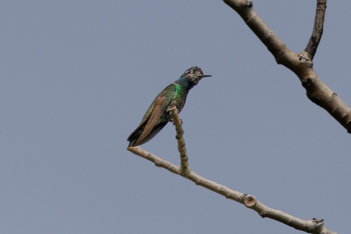 Rivoli's Hummingbird - ML640234143