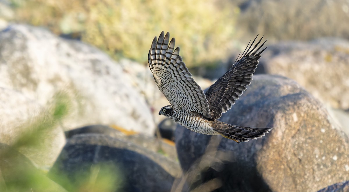 Eurasian Sparrowhawk - ML640234192