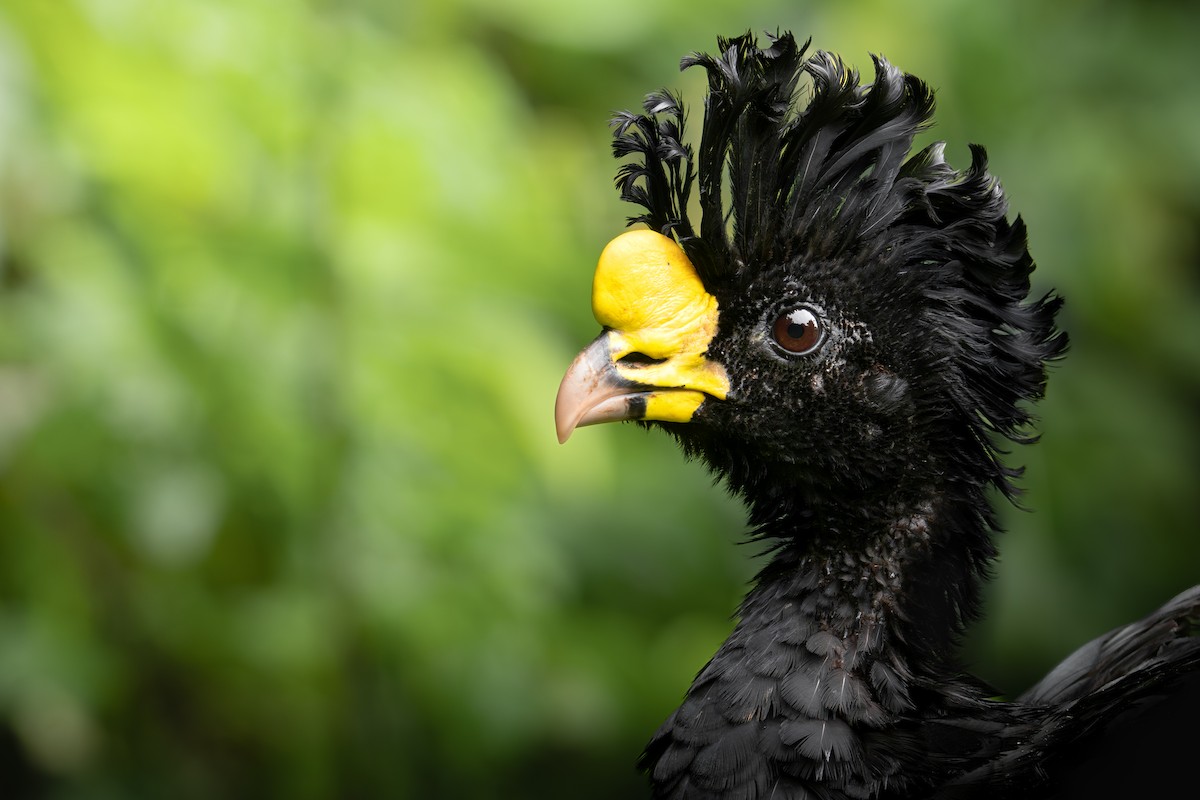 Great Curassow - ML640234206