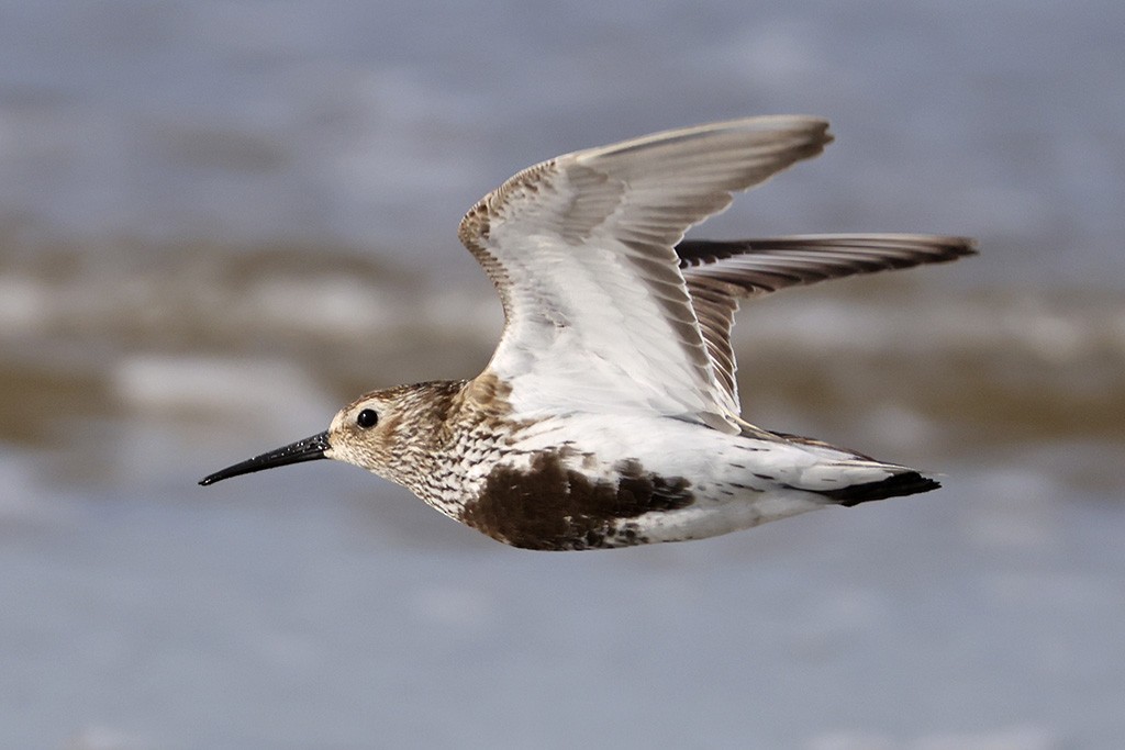 Dunlin - ML640234215