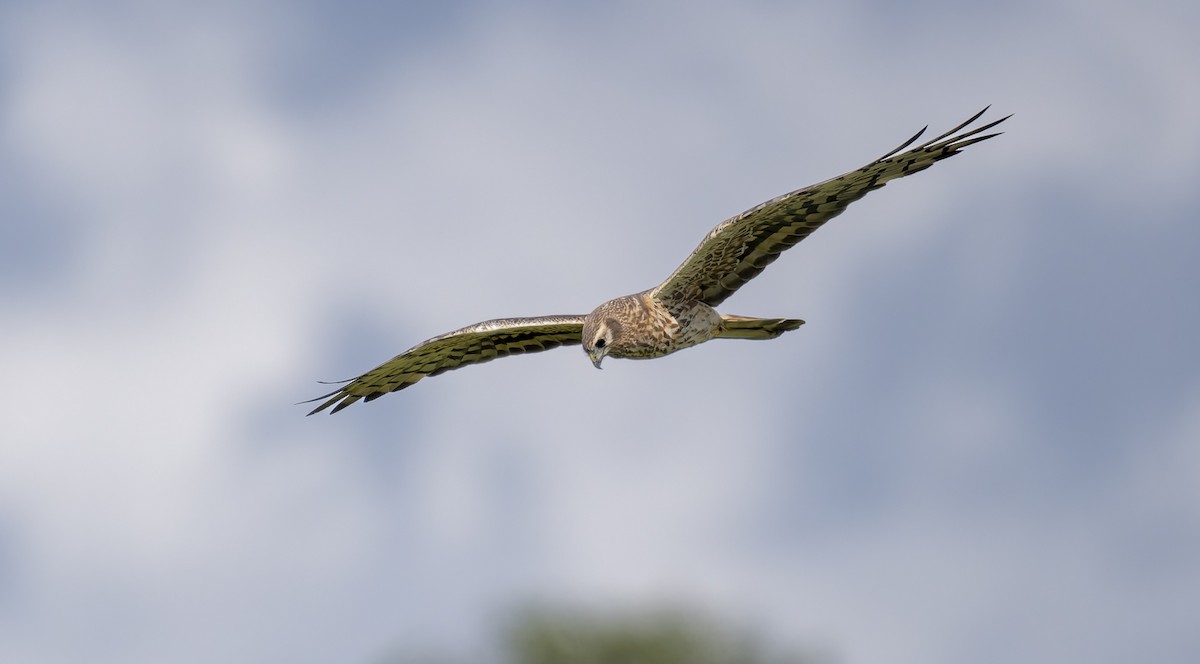 Montagu's Harrier - ML640234221