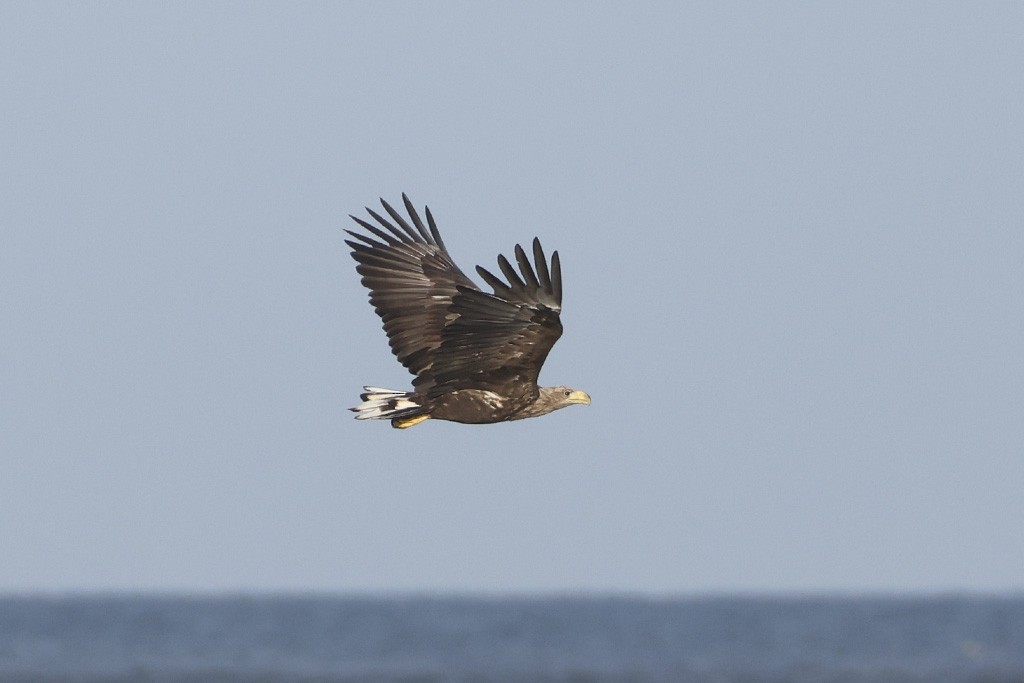 White-tailed Eagle - ML640234225