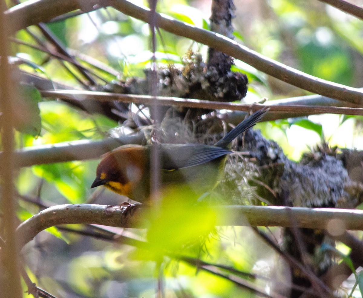 Fulvous-headed Brushfinch - ML640234240