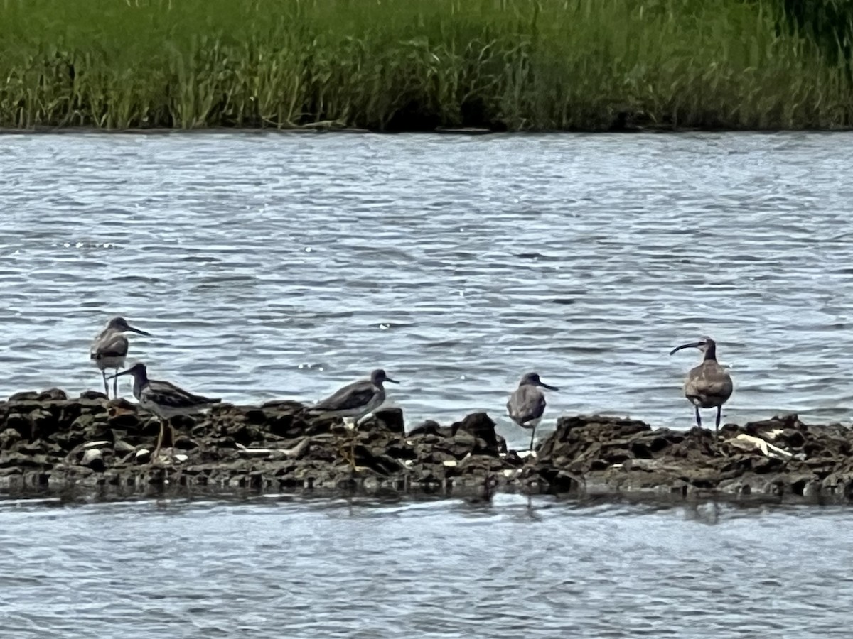 Hudsonian Whimbrel - ML640234305