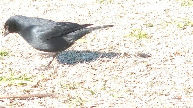 Screaming Cowbird - ML640234312