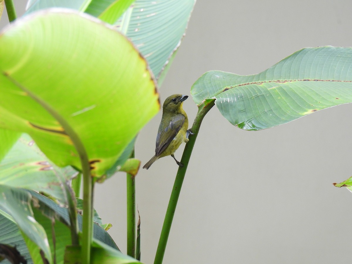 Thick-billed Euphonia - ML640234326