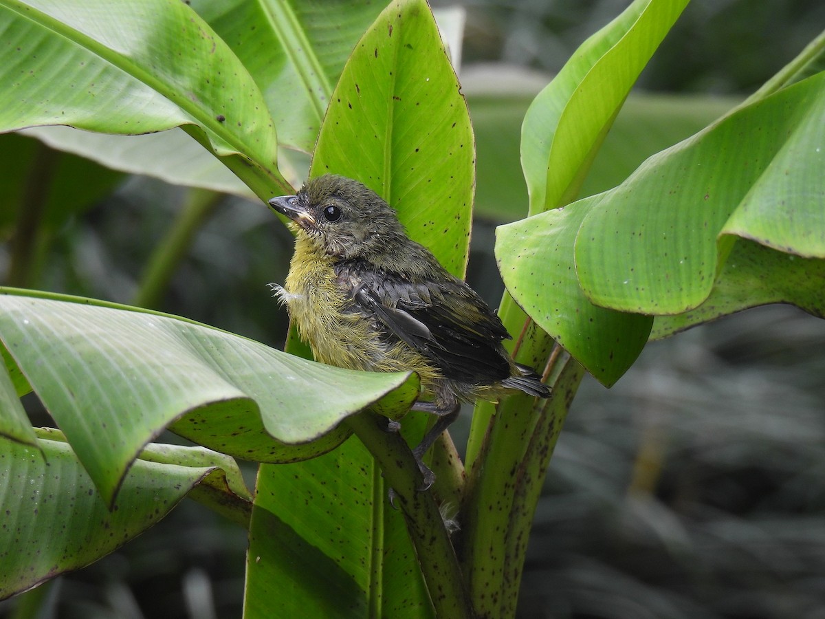 Thick-billed Euphonia - ML640234327