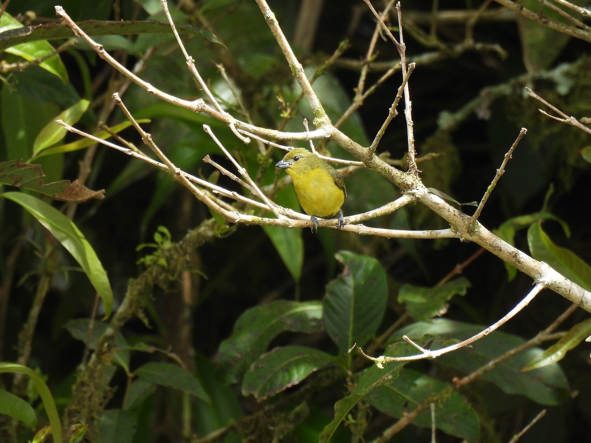 Thick-billed Euphonia - ML640234340