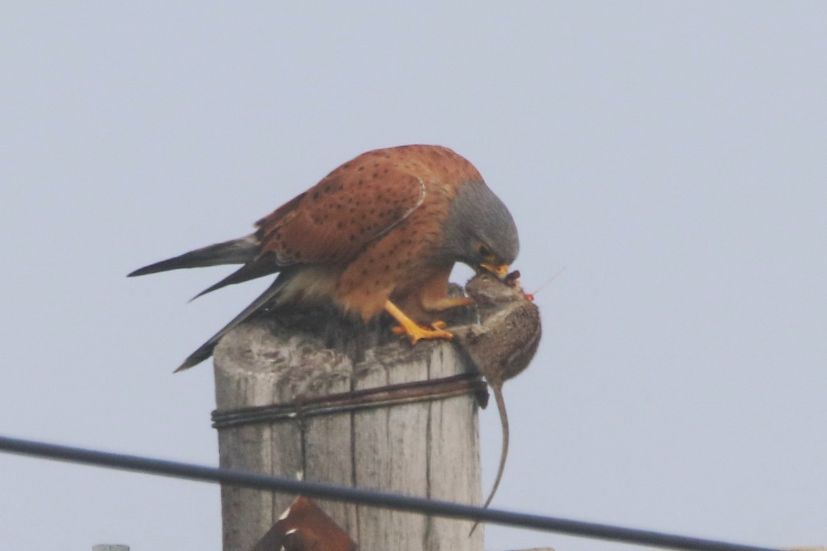 Rock Kestrel - ML640234363