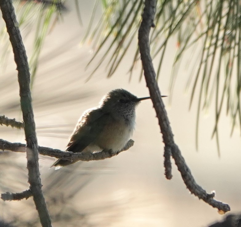 Calliope Hummingbird - ML640234376