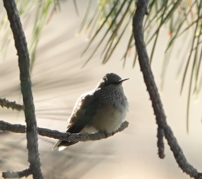 Calliope Hummingbird - ML640234377