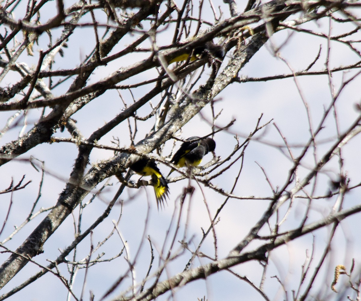 Black Siskin - ML640234397
