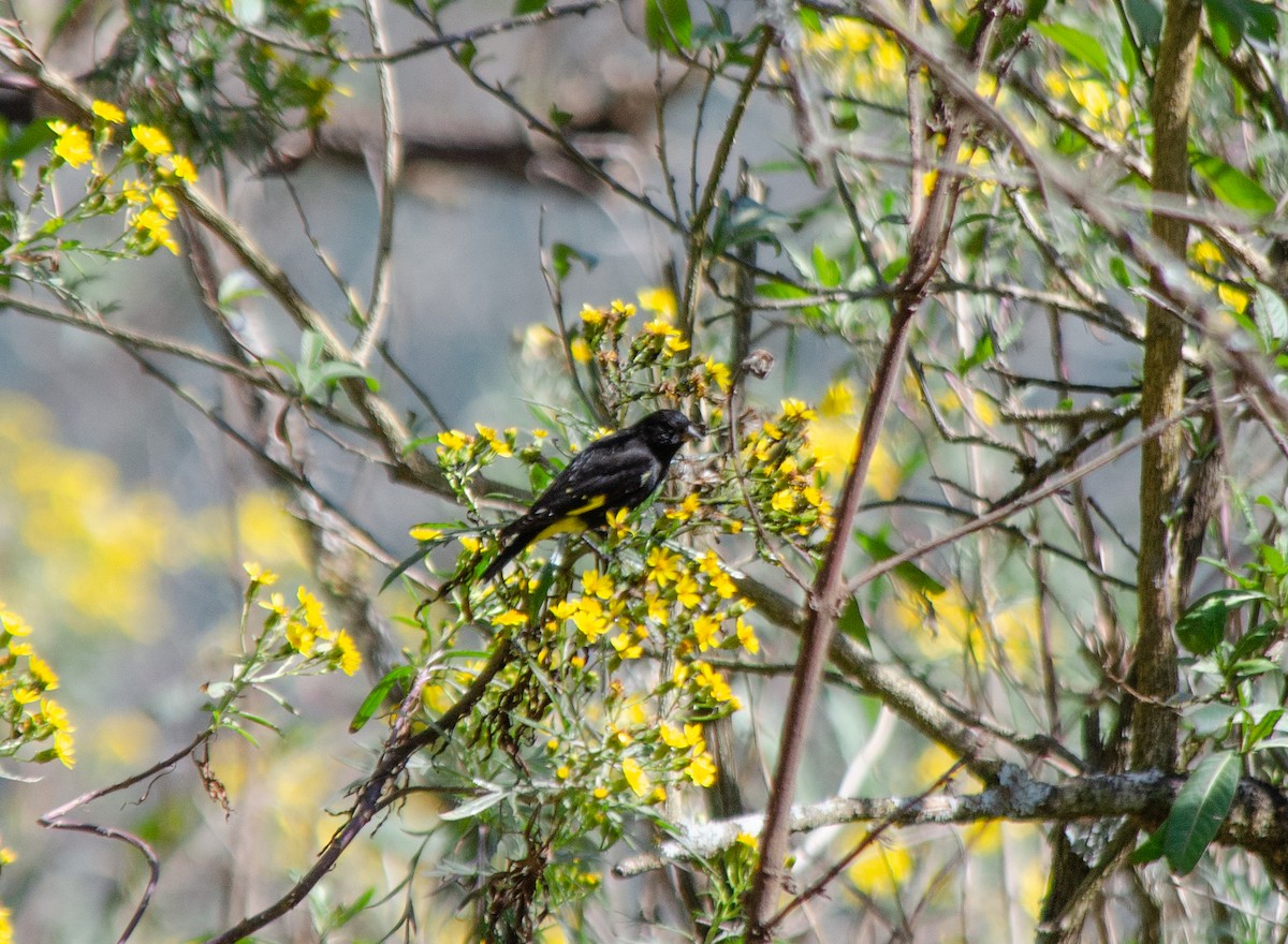 Black Siskin - ML640234398
